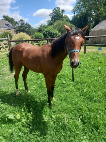 Yearling-1