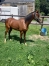 Yearling-0