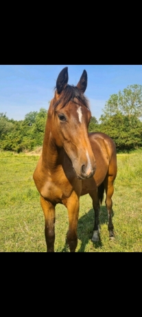 Ma-Bonne-Etoile-1
