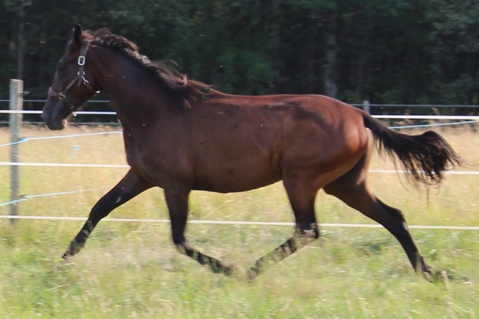 LUNA-DEL-POGGIO-(Speedy-Crown-(US)-5-X-5)-0