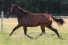 LUNA-DEL-POGGIO-(Speedy-Crown-(US)-5-X-5)-0