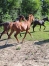 A-VENDRE-20--POULAIN-M-2