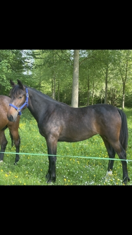 Vends-Mara-Secrete