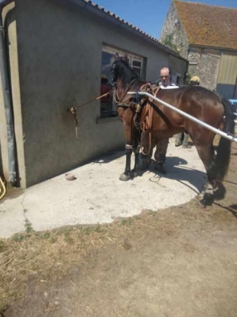 TROTTEUR-