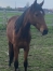 Lutin-trotteur-francais-1