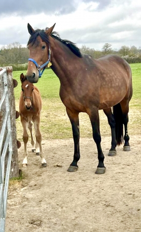 DUNE-D-ATOUT-par-Timoko-pleine-de-Enino-du-Pommereux