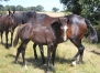 Loue-contre-50--de-la-prime-d-eleveur-pouliniere-B-1-15m-souche-maternelle-de-Roquepine-0