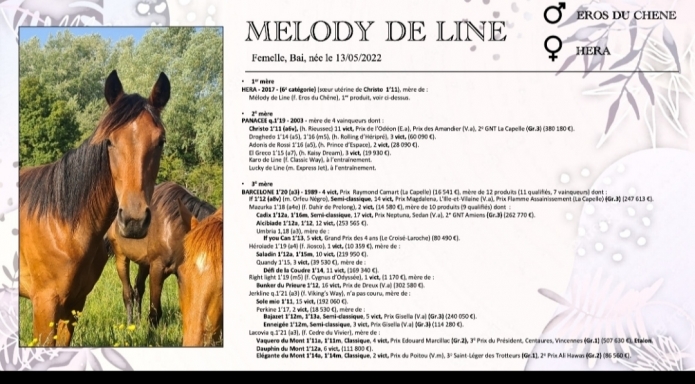 Melody-de-line-1
