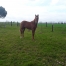 Vends-yearling-1