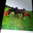 Vends-yearling-0