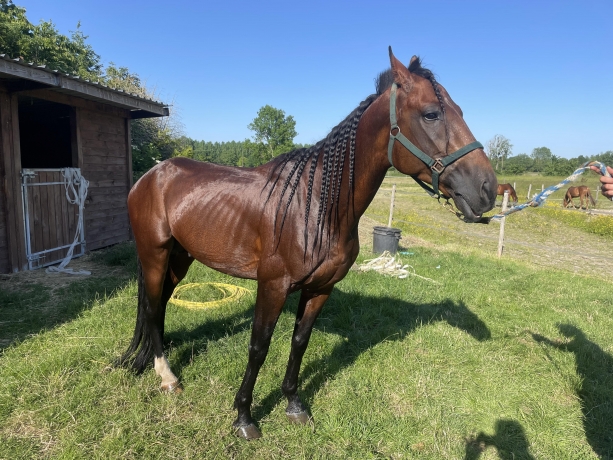 Recherche-trotteurs