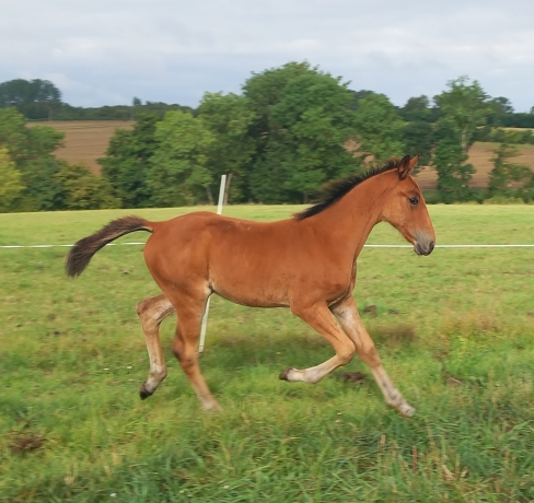 Male-N-par-scipion-du-goutier-1