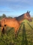 Vends-femelle-J-par-Charly-du-Noyer-0