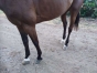 Fleuron-de-Jafa-65000€-de-gains--pret-a-courir-attele-monte-1