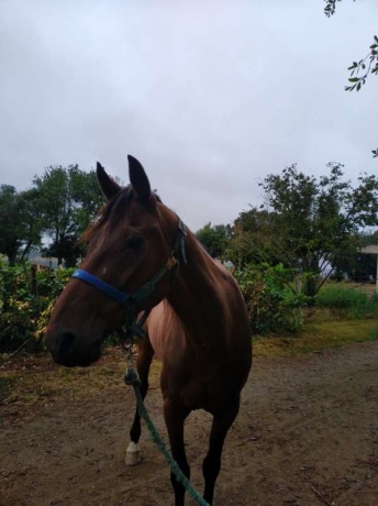 Fleuron-de-Jafa-65000€-de-gains--pret-a-courir-attele-monte-0