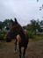 Fleuron-de-Jafa-65000€-de-gains--pret-a-courir-attele-monte-0