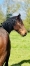 Pouliche-K--souche-montee-performante--non-qualifiee-1