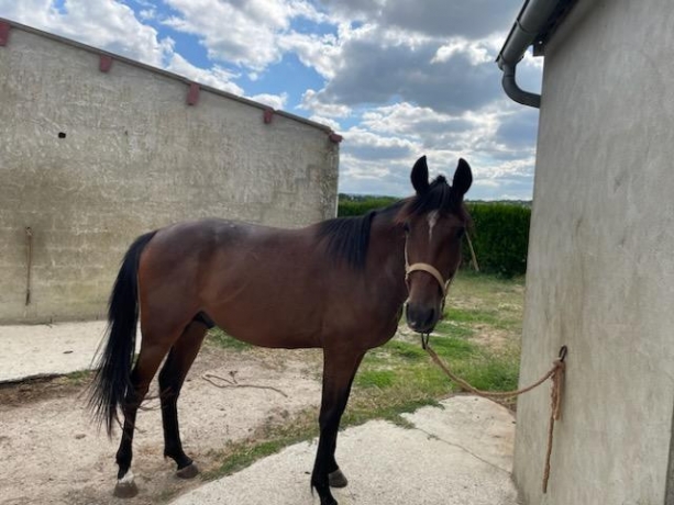 TROTTEUR-