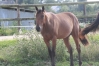Pouliche-Yearling-2