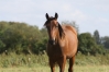 Pouliche-Yearling-1