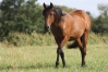 Pouliche-Yearling-0