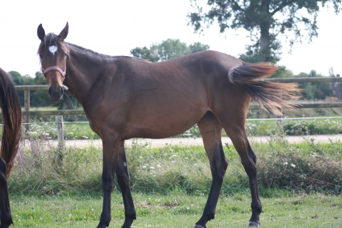 Pouliche-yearling-2