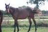 Pouliche-yearling-2