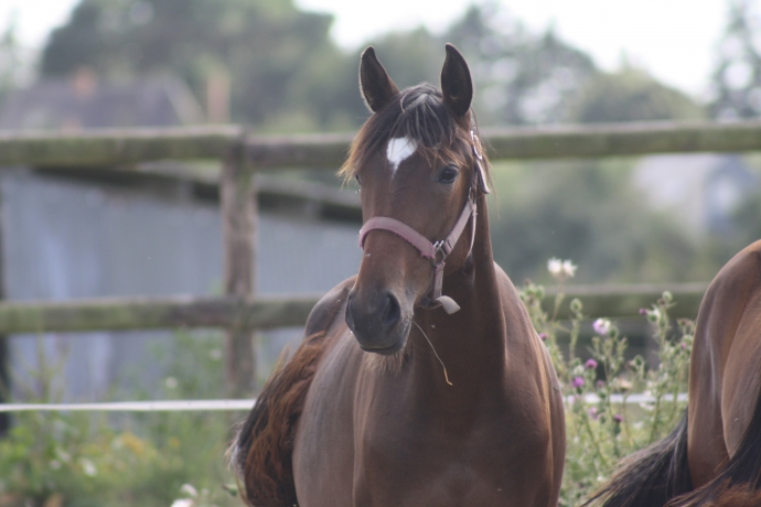 Pouliche-yearling-1