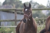 Pouliche-yearling-1