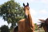 Pouliche-yearling-0
