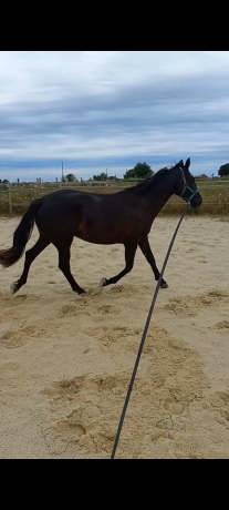 Loue-paddocks-+carriere