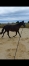 Loue-paddocks-+carriere-1