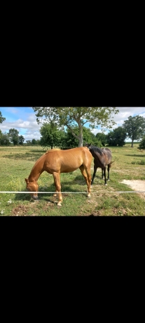 Loue-paddocks-+carriere-0