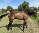 Poulain-qualifie-inedit--par-Look-de-star-1