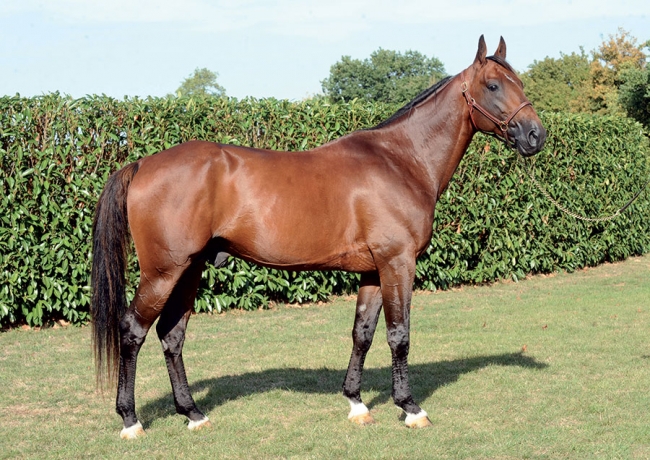 SAILLIE-PRODIGIOUS-2024