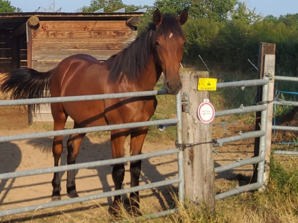 Male-par-PRINCE-GEDE