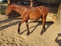 Male-par-PRINCE-GEDE-1