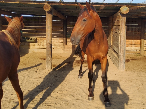 Male-par-PRINCE-GEDE-0