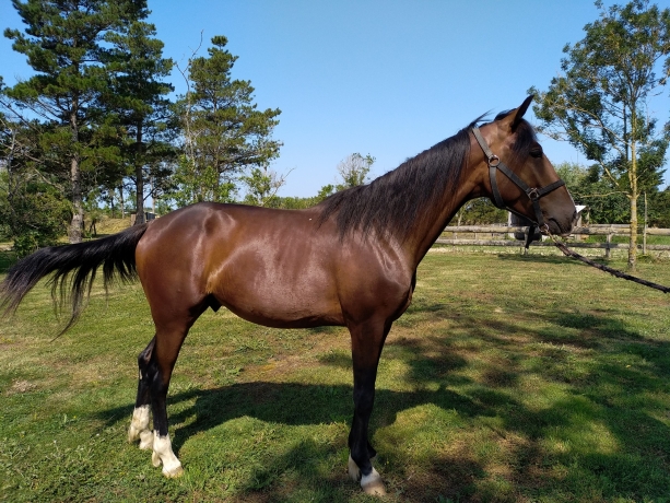 jeune-trotteur
