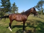jeune-trotteur-2