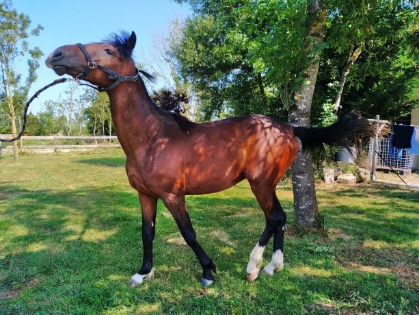 jeune-trotteur-1