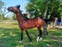 jeune-trotteur-1