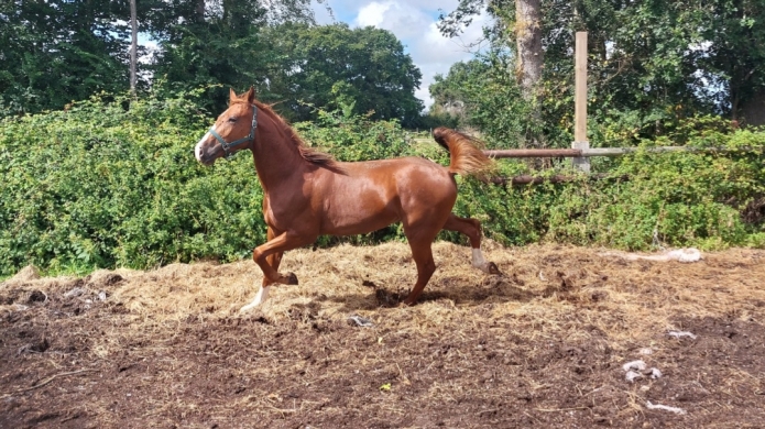 Mister-cash-male-de-galius