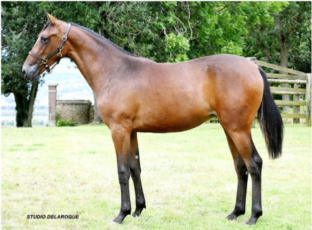 vente-yearlings-trotteurs-francais-1