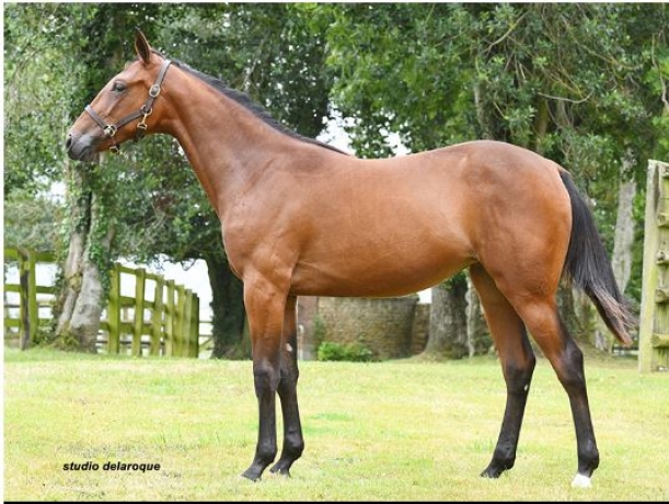 vente-yearlings-trotteurs-francais-0