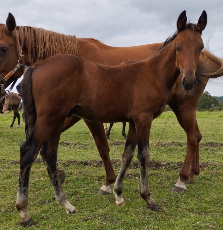 2-Foals-a-ceder-0