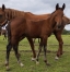 2-Foals-a-ceder-0