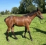 Nigthstar-par-Saxo-de-Vandel-4