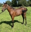 Nigthstar-par-Saxo-de-Vandel-3