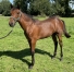 Nigthstar-par-Saxo-de-Vandel-2